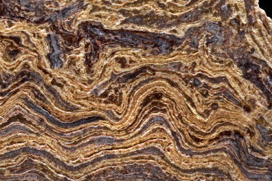 Coupe de stromatolite (largeur = 6 cm)